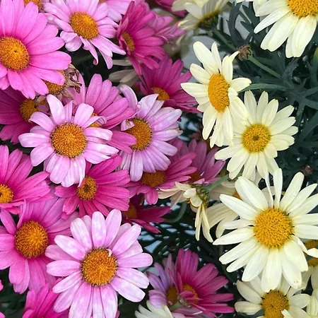 Appartement Winterzsuber Lenzerheide