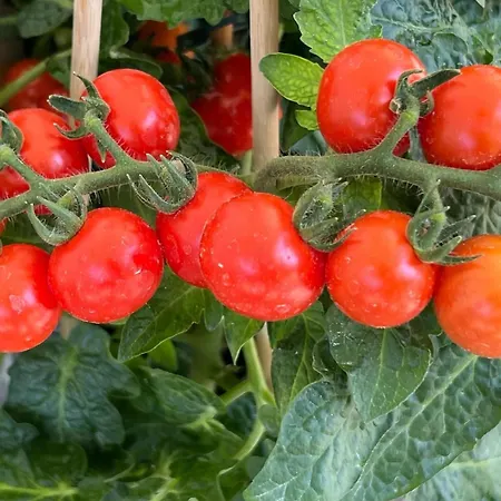 Winterzsuber Appartement