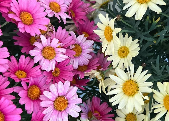 Appartement Winterzsuber Lenzerheide