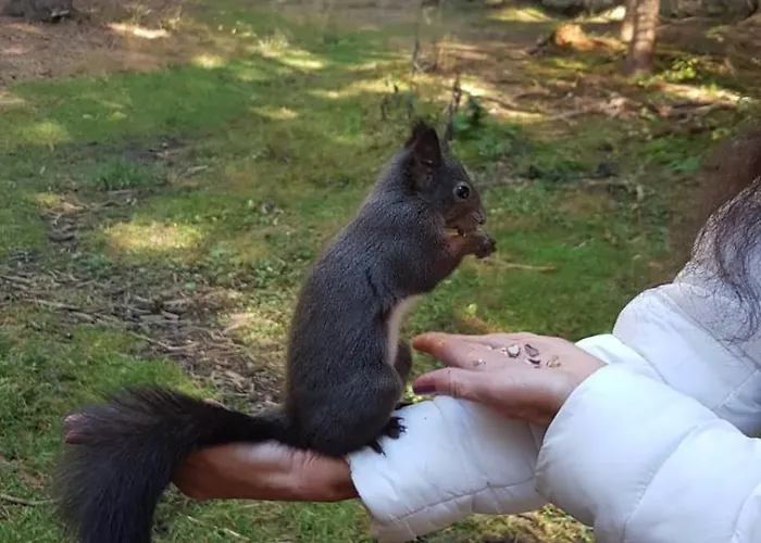 Apartamento Winterzsuber *